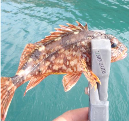 橘湾でのカヤックRIDE ON!!